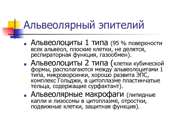 Альвеолярный эпителий Альвеолоциты 1 типа (95 % поверхности всех альвеол, плоские