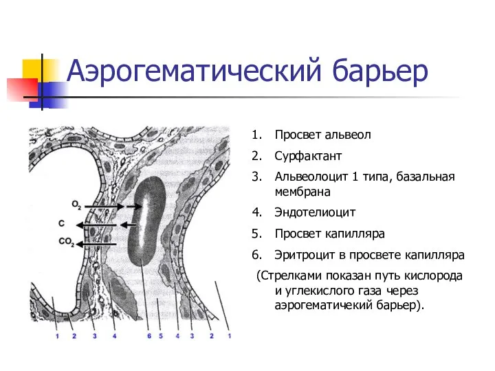 Аэрогематический барьер Просвет альвеол Сурфактант Альвеолоцит 1 типа, базальная мембрана Эндотелиоцит