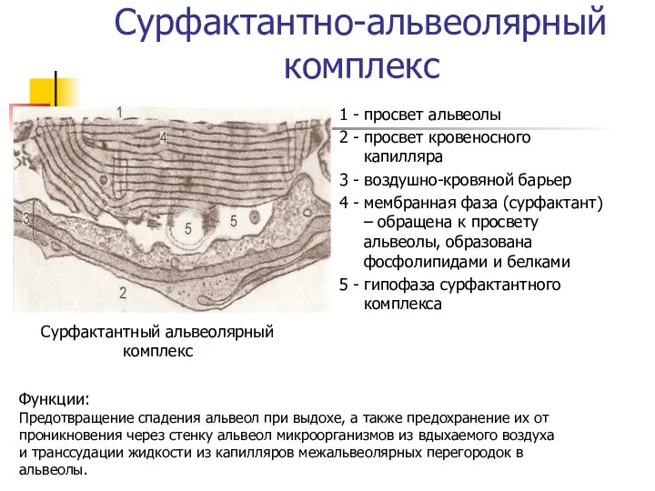 Сурфактантно-альвеолярный комплекс 1 - просвет альвеолы 2 - просвет кровеносного капилляра