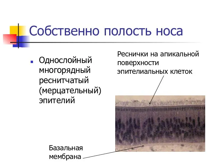 Собственно полость носа Однослойный многорядный реснитчатый (мерцательный) эпителий Реснички на апикальной поверхности эпителиальных клеток Базальная мембрана