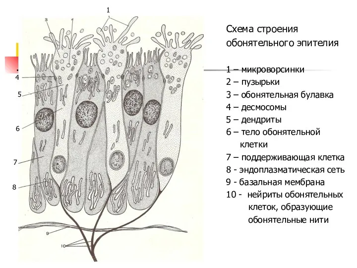1 4 5 6 7 8 Схема строения обонятельного эпителия 1