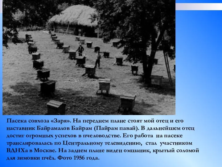 Пасека совхоза «Заря». На переднем плане стоят мой отец и его