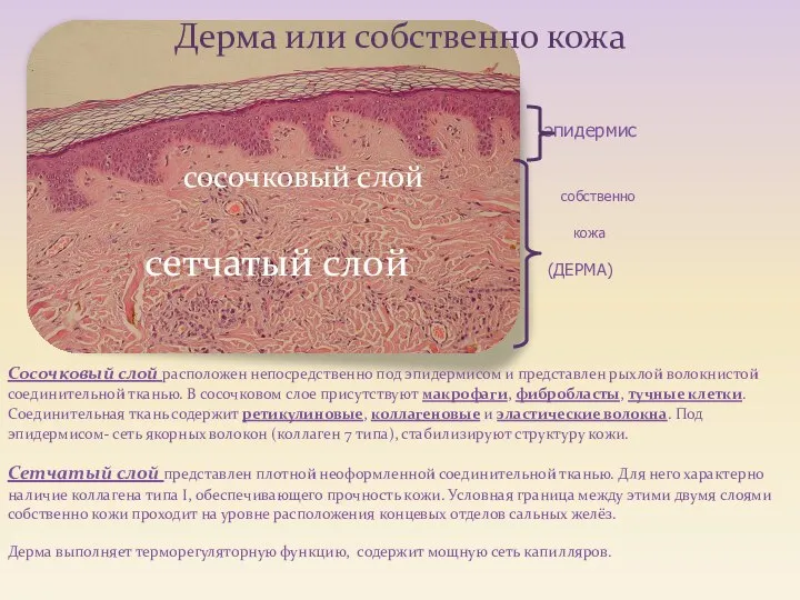 эпидермис собственно кожа (ДЕРМА) Сосочковый слой расположен непосредственно под эпидермисом и