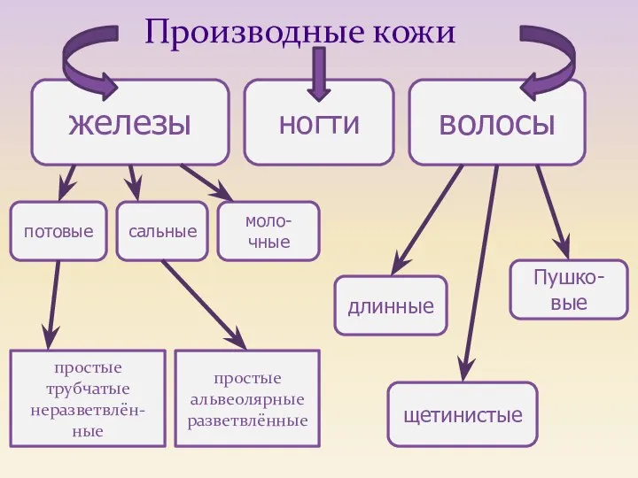 железы волосы потовые сальные моло-чные простые трубчатые неразветвлён-ные простые альвеолярные разветвлённые