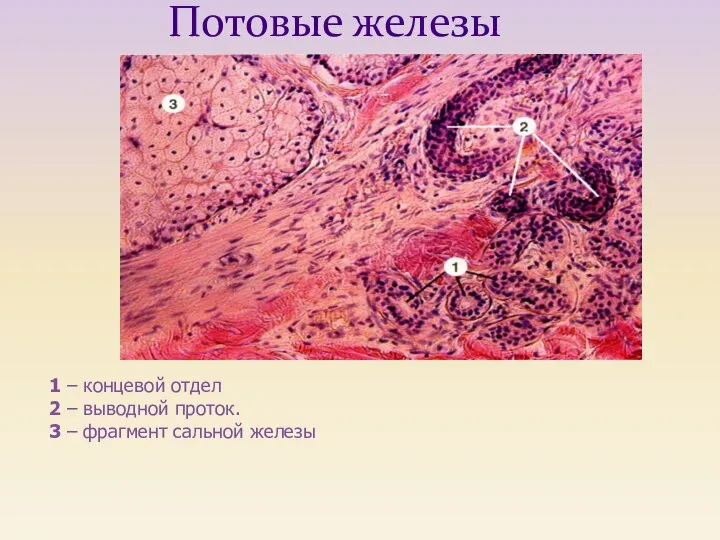 1 – концевой отдел 2 – выводной проток. 3 – фрагмент сальной железы Потовые железы