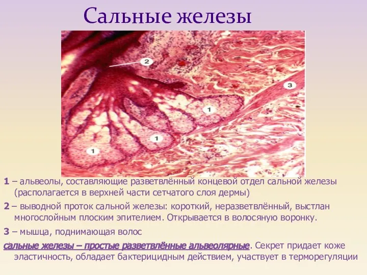 1 – альвеолы, составляющие разветвлённый концевой отдел сальной железы (располагается в