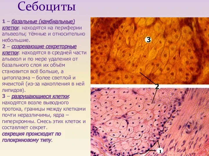 1 – базальные (камбиальные) клетки: находятся на периферии альвеолы; тёмные и