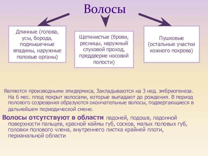 Являются производными эпидермиса, Закладываются на 3 нед. эмбриогенеза. На 6 мес.