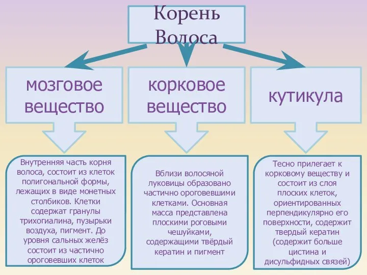 мозговое вещество корковое вещество кутикула Корень Волоса Внутренняя часть корня волоса,