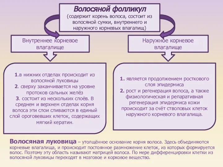 Волосяная луковица – утолщённое основание корня волоса. Здесь объединяются корневые влагалища,