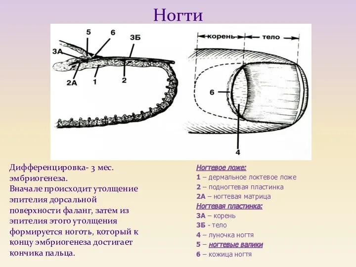 Ногти Ногтевое ложе: 1 – дермальное локтевое ложе 2 – подногтевая