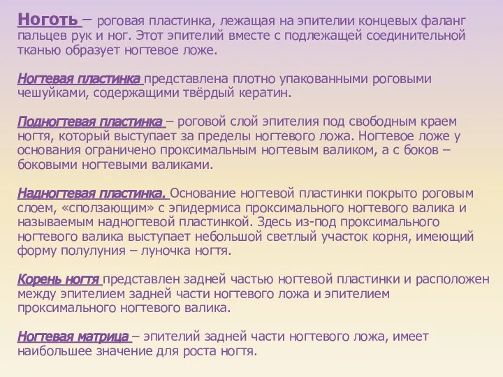 Ноготь – роговая пластинка, лежащая на эпителии концевых фаланг пальцев рук