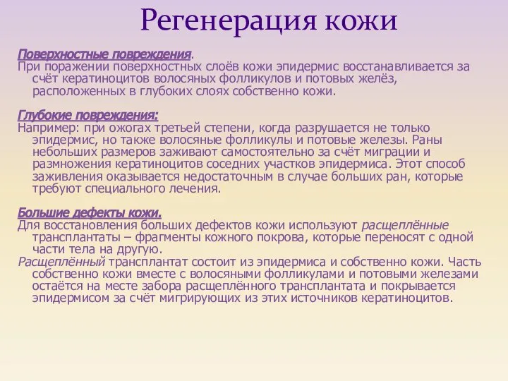 Поверхностные повреждения. При поражении поверхностных слоёв кожи эпидермис восстанавливается за счёт