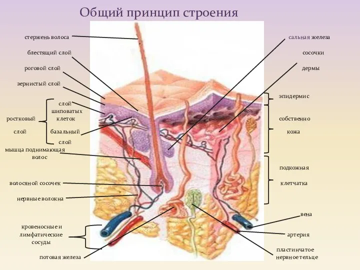 стержень волоса сальная железа блестящий слой сосочки роговой слой дермы зернистый