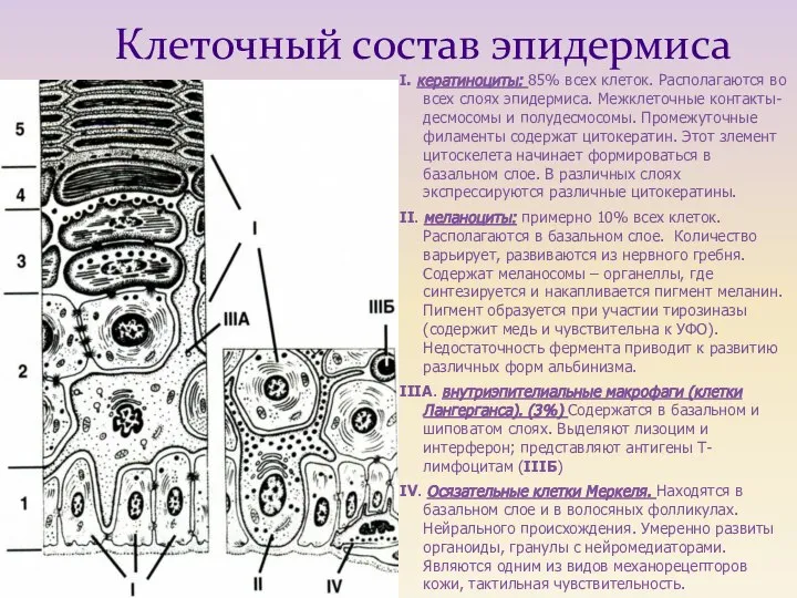 I. кератиноциты: 85% всех клеток. Располагаются во всех слоях эпидермиса. Межклеточные