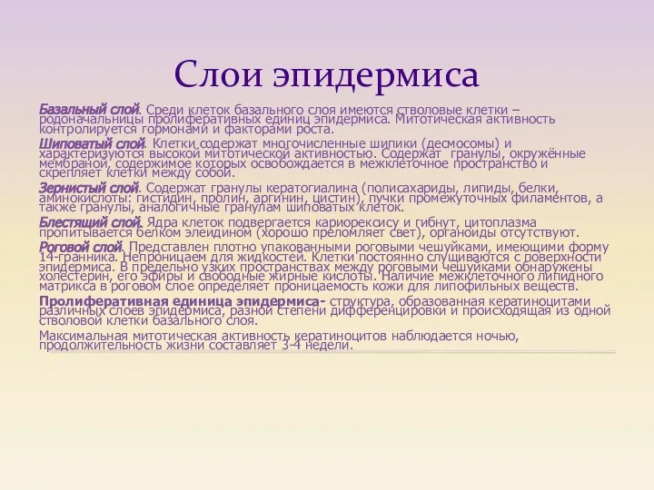 Слои эпидермиса Базальный слой. Среди клеток базального слоя имеются стволовые клетки