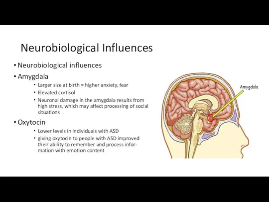 Neurobiological Influences Neurobiological influences Amygdala Larger size at birth = higher