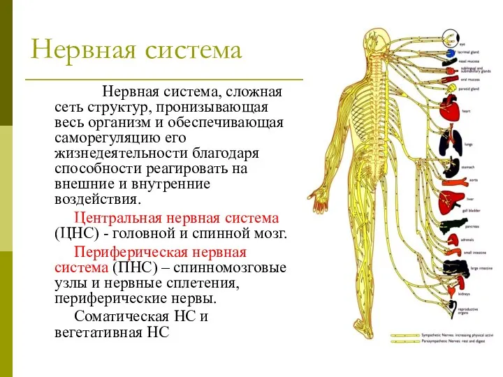 Нервная система Нервная система, сложная сеть структур, пронизывающая весь организм и