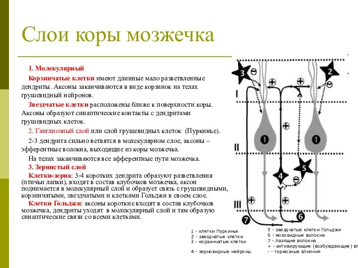 Слои коры мозжечка 1. Молекулярный Корзинчатые клетки имеют длинные мало разветвленные