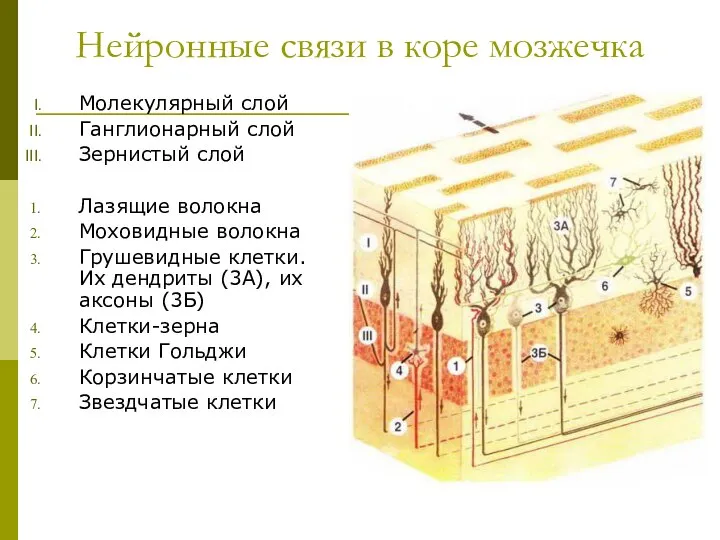 Нейронные связи в коре мозжечка Молекулярный слой Ганглионарный слой Зернистый слой