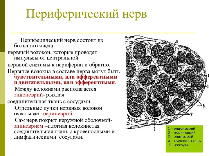 Периферический нерв Периферический нерв состоит из большого числа нервный волокон, которые