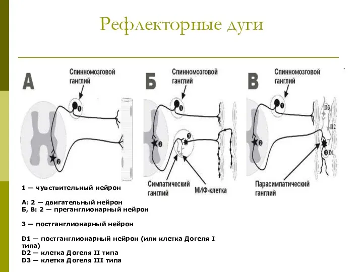 Рефлекторные дуги 1 — чувствительный нейрон А: 2 — двигательный нейрон