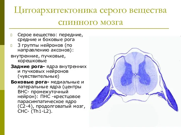 Цитоархитектоника серого вещества спинного мозга Серое вещество: передние, средние и боковые