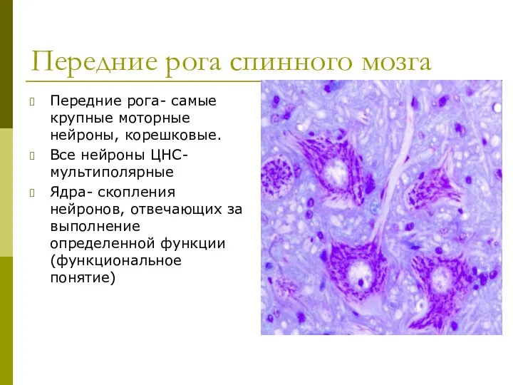 Передние рога спинного мозга Передние рога- самые крупные моторные нейроны, корешковые.