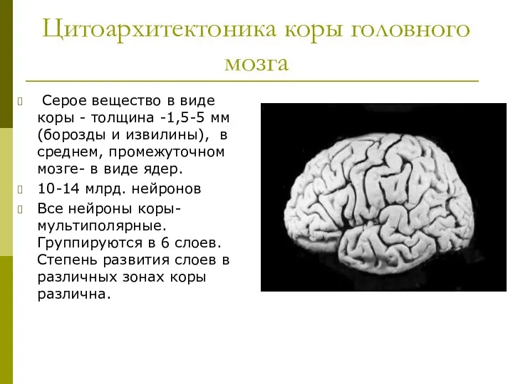 Цитоархитектоника коры головного мозга Серое вещество в виде коры - толщина