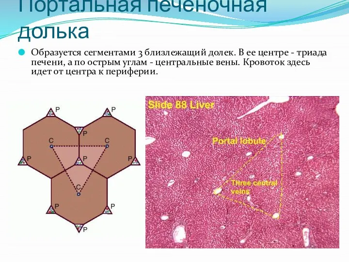 Портальная печеночная долька Образуется сегментами 3 близлежащий долек. В ее центре