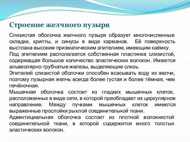 Строение желчного пузыря Слизистая оболочка желчного пузыря образует многочисленные складки, крипты,