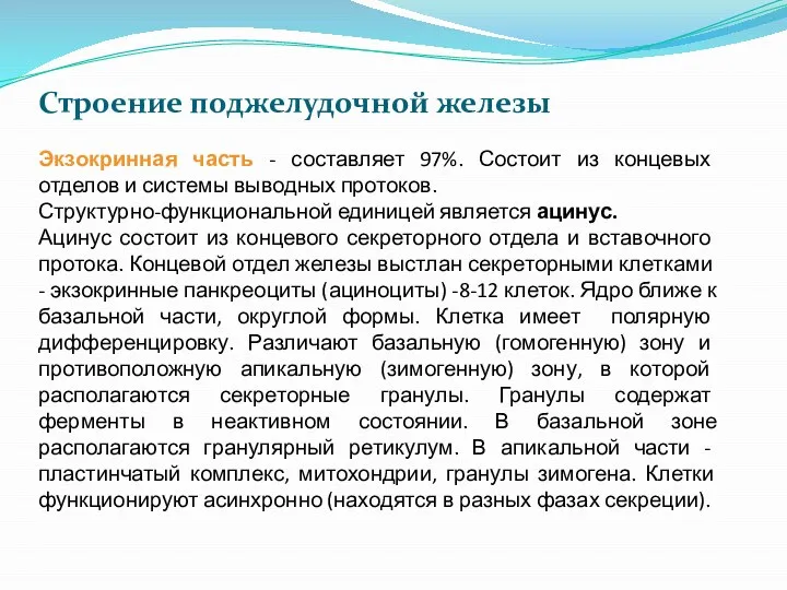 Строение поджелудочной железы Экзокринная часть - составляет 97%. Состоит из концевых