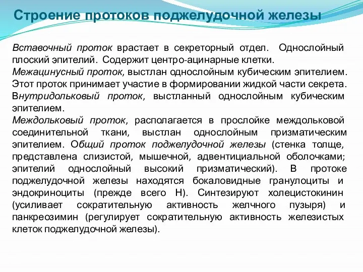 Вставочный проток врастает в секреторный отдел. Однослойный плоский эпителий. Содержит центро-ацинарные