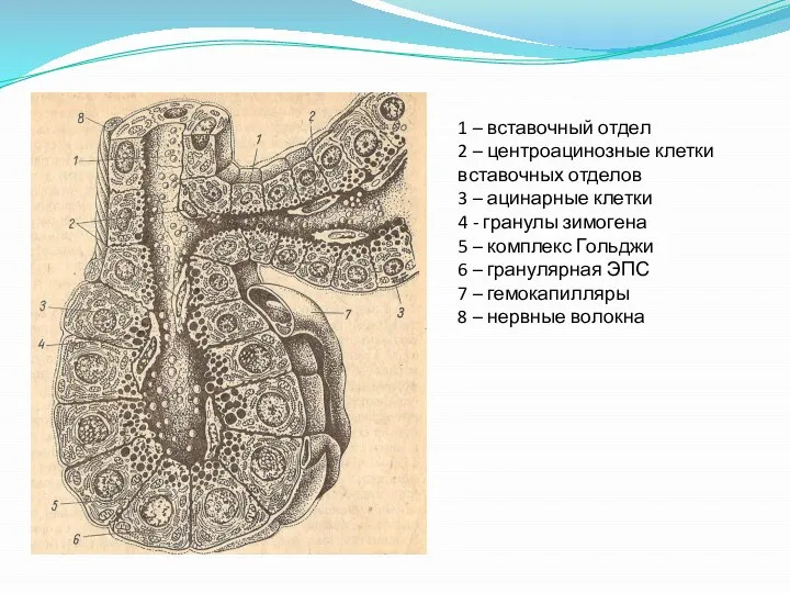 1 – вставочный отдел 2 – центроацинозные клетки вставочных отделов 3