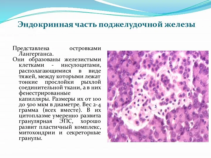 Эндокринная часть поджелудочной железы Представлена островками Лангерганса. Они образованы железистыми клетками