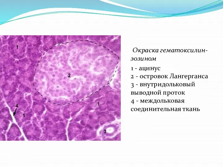 Окраска гематоксилин-эозином 1 - ацинус 2 - островок Лангерганса 3 -