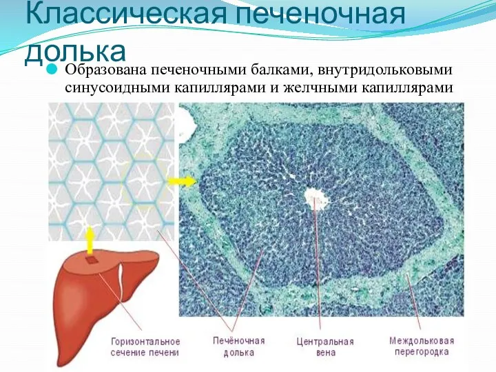 Классическая печеночная долька Образована печеночными балками, внутридольковыми синусоидными капиллярами и желчными капиллярами