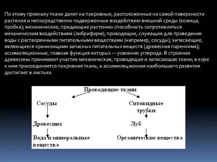 По этому признаку ткани делят на покровные, расположенные на самой поверхности