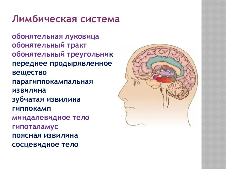 Лимбическая система обонятельная луковица обонятельный тракт обонятельный треугольник переднее продырявленное вещество