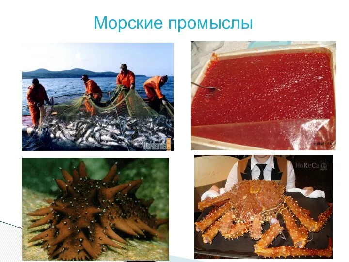 Морские промыслы