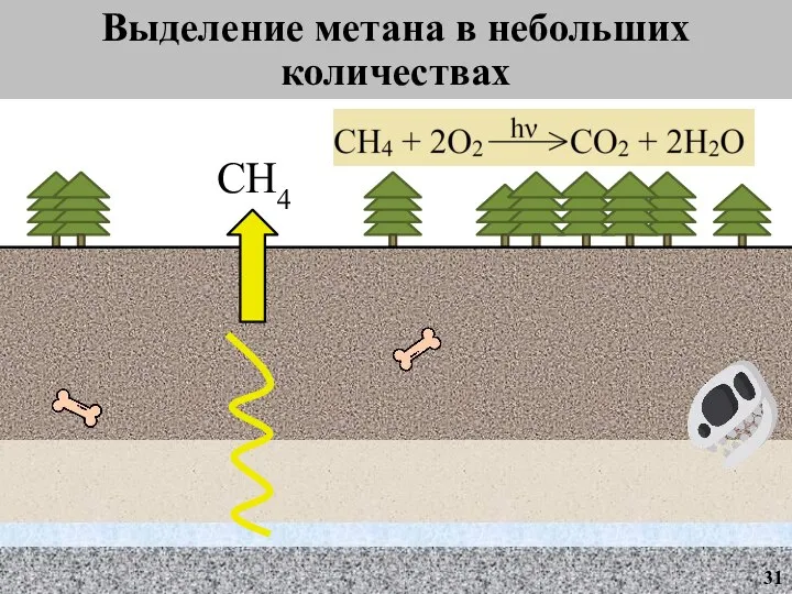 Выделение метана в небольших количествах 31 CH4
