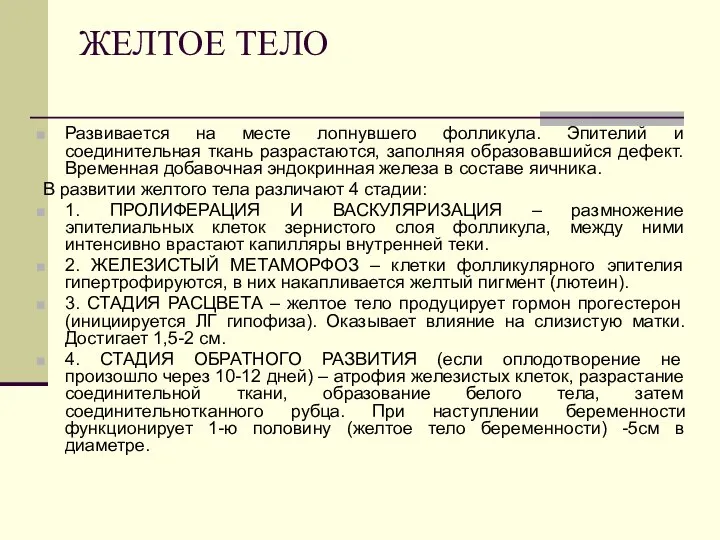 ЖЕЛТОЕ ТЕЛО Развивается на месте лопнувшего фолликула. Эпителий и соединительная ткань