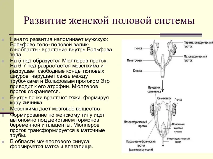 Развитие женской половой системы Начало развития напоминает мужскую: Вольфово тело- половой