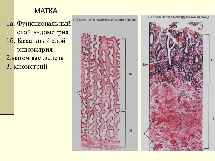 1а. Функциональный слой эндометрия 1б. Базальный слой эндометрия 2.маточные железы 3. миометрий МАТКА