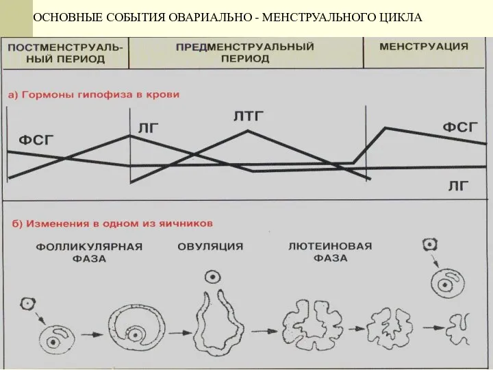 ОСНОВНЫЕ СОБЫТИЯ ОВАРИАЛЬНО - МЕНСТРУАЛЬНОГО ЦИКЛА