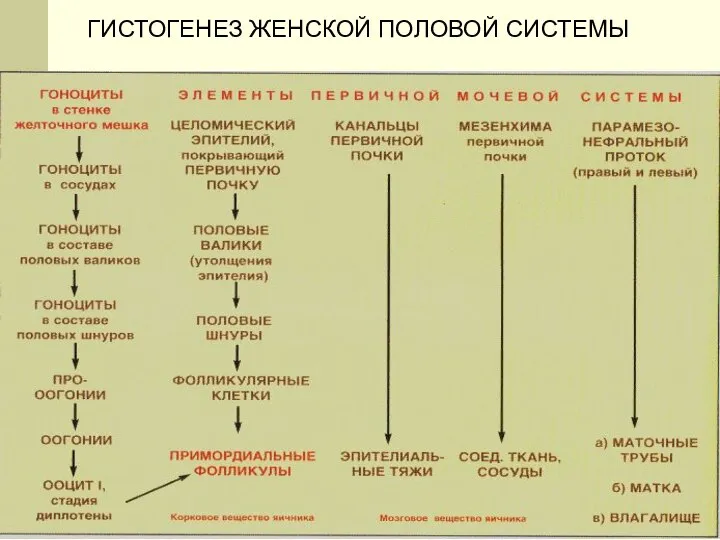 ГИСТОГЕНЕЗ ЖЕНСКОЙ ПОЛОВОЙ СИСТЕМЫ