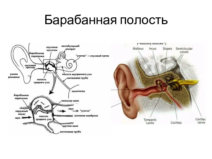 Барабанная полость