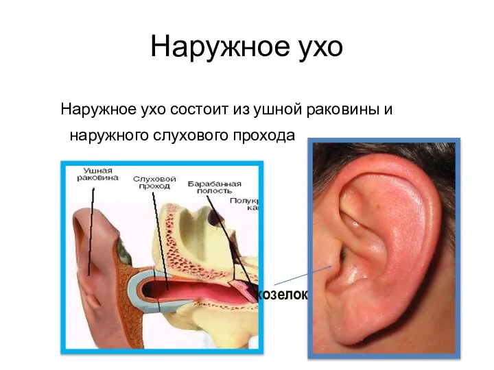 Наружное ухо Наружное ухо состоит из ушной раковины и наружного слухового прохода козелок