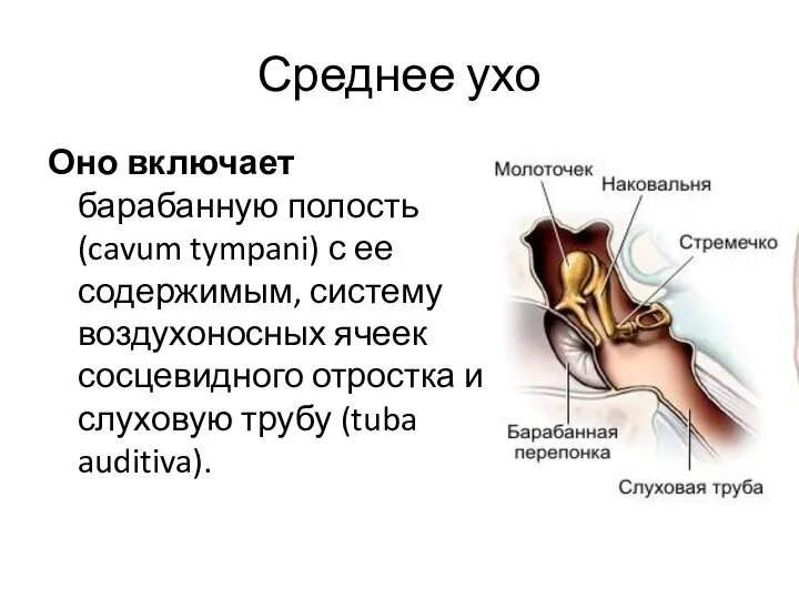 Среднее ухо Оно включает барабанную полость (cavum tympani) с ее содержимым,