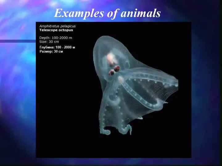 Examples of animals